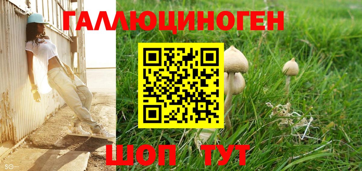 Дмитров  Псилоцибиновые грибы MAGIC MUSHROOMS  Вход с VPN 
