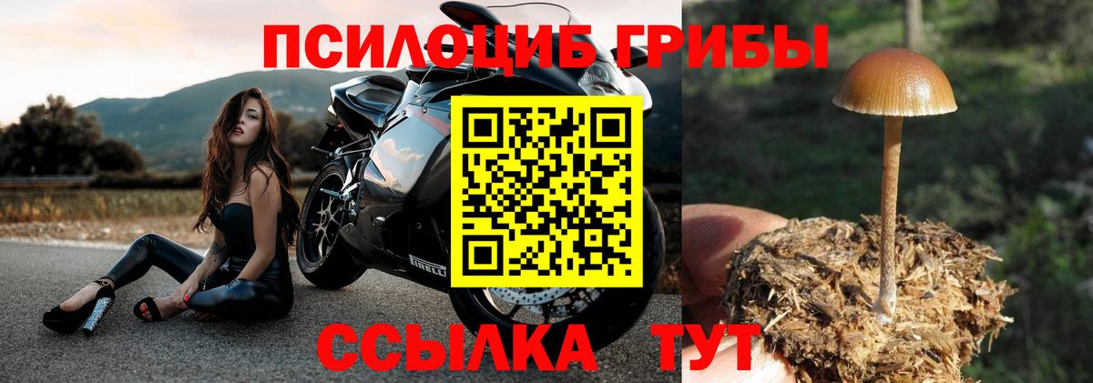 Псилоцибиновые грибы GOLDEN TEACHER  Дмитров 